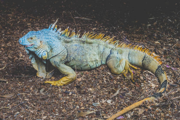 istock green iguana / American iguana - green headed lizard 946707446