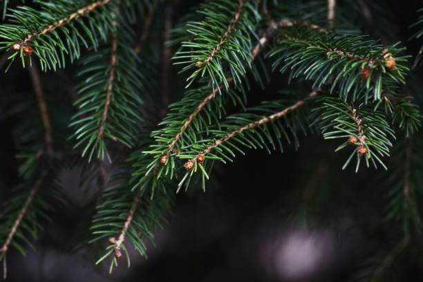 istock Leaves of Fir tree 946707488