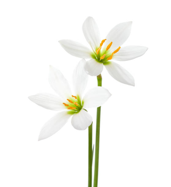 istock Two white  lilies isolated on a white background. Zephyranthes candida 946707534