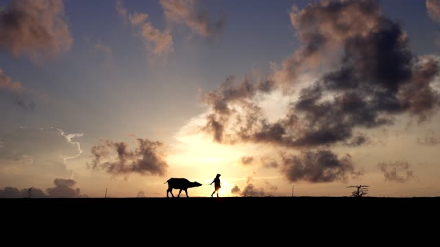 Silhouette scene of Farmers walking in front of their buffaloes in countryside in the morning.