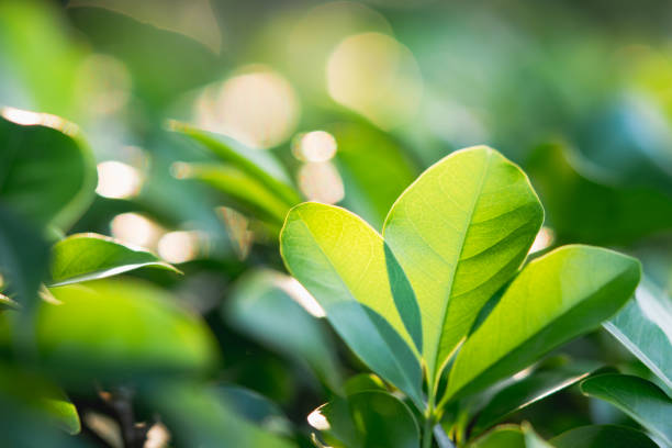 istock Closeup nature view of green leaf 946719334