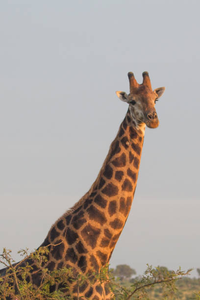 istock Giraffe at Kruger National Park 946719492