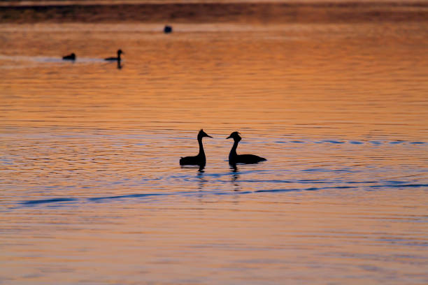istock dancing grebes in orange sunrise light on a lake 946722714