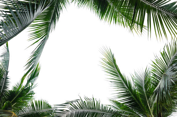 tropischer kokosnuss palmblätter isoliert auf weiss - tropischer baum stock-fotos und bilder