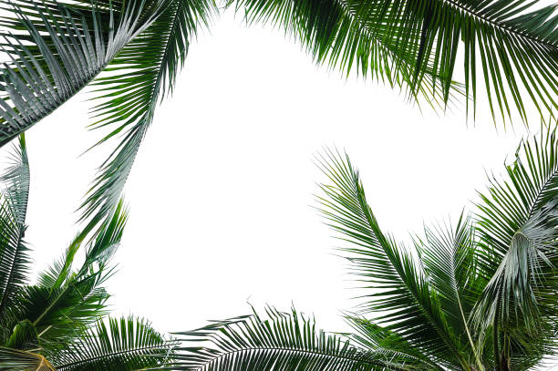 hojas de palma de coco tropical aislados en blanco - árbol tropical fotografías e imágenes de stock