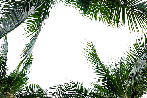 coconut palm leaves frame isolated on white background