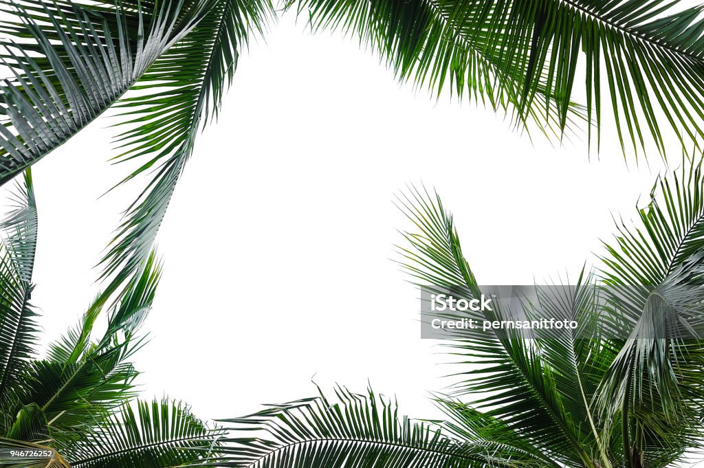 tropical coconut palm leaves isolated on white coconut palm leaves frame isolated on white background Rainforest Stock Photo