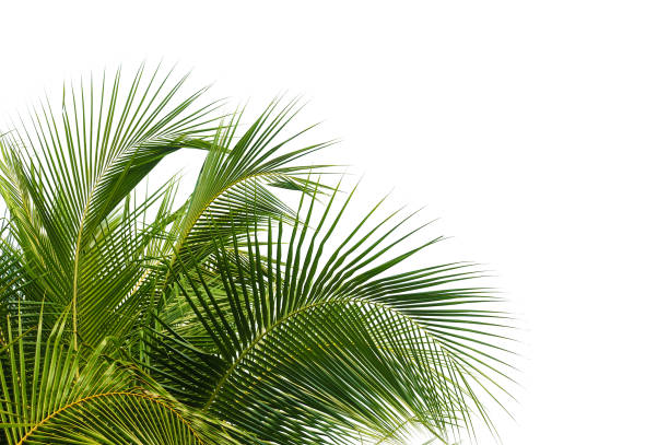 kokosnussblättern isoliert auf weiss - palm leaf branch leaf palm tree stock-fotos und bilder
