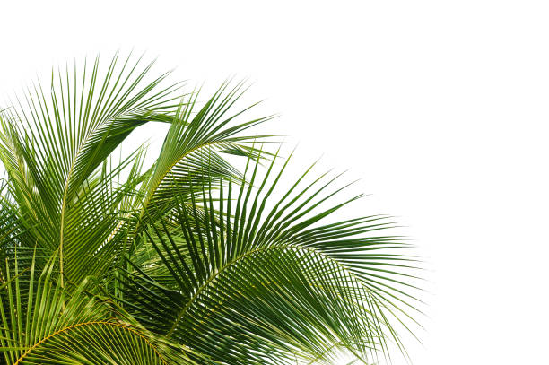 hojas de coco aislados en blanco - palm leaf branch leaf palm tree fotografías e imágenes de stock