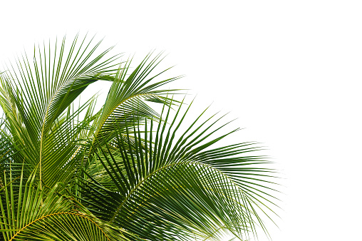on top of tropical coconut palm tree isolated on white backgrounds for design elements.