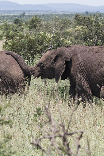 Two young elephants are walking in a row. Kruger National Park, South Africa