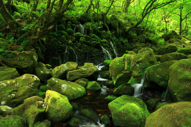 istock Summer former falls underwater water 946732262