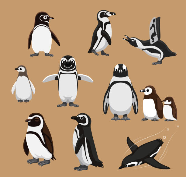 Cute Banded African Penguin Family Cartoon Vector Illustration Animal Cartoon EPS10 File Format penguin stock illustrations