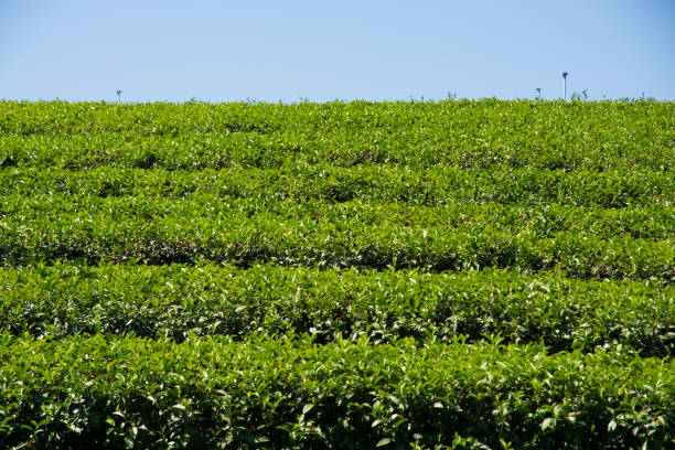 istock Tea Plantations in thailand. 946738650