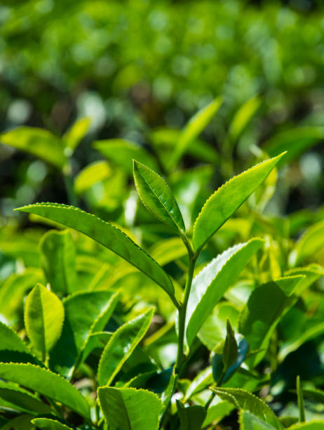 istock Tea Plantations in thailand. 946740702
