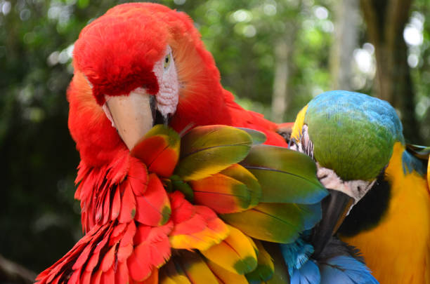 istock Colorful plumage of a Macaw in the Amazon rainforest 946741406