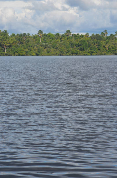 istock The river Amazon and rainforest, near Iquitos, Peru. 946745142