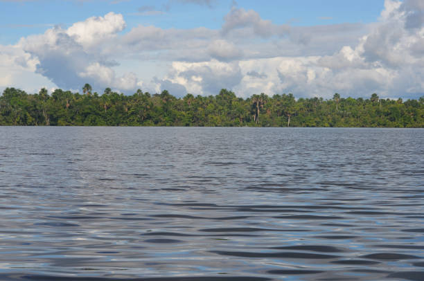 istock The river Amazon and rainforest, near Iquitos, Peru. 946745276