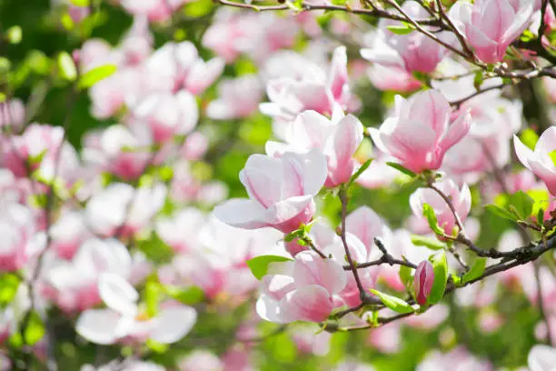 Mysterious spring floral background with blooming pink magnolia flowers on a sunny day. Magnolia soulangeana variety (saucer magnolia). Family Magnoliaceae.