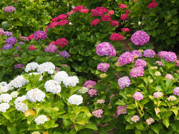 Hortensia - Photo