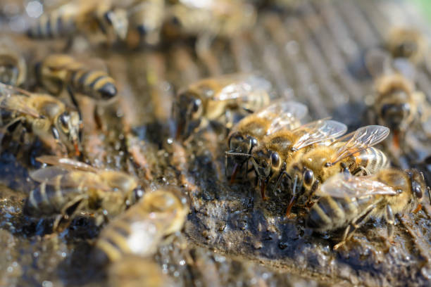 istock Macro photo bee that drinks water in springtime. Insects and water. 946748352