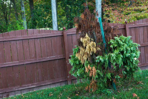 Dying Cypress tree with a green metal pole in the backyard near a wooden fence, Indiana, USA Dying Cypress tree with a green metal pole in the backyard near a wooden fence, Indiana, USA rusty pole stock pictures, royalty-free photos & images