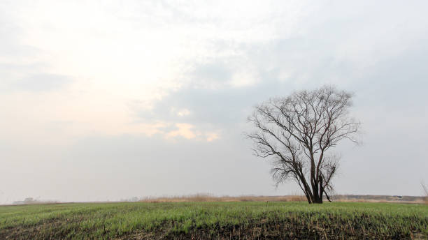 istock An old tree standing alone in the field 946751464