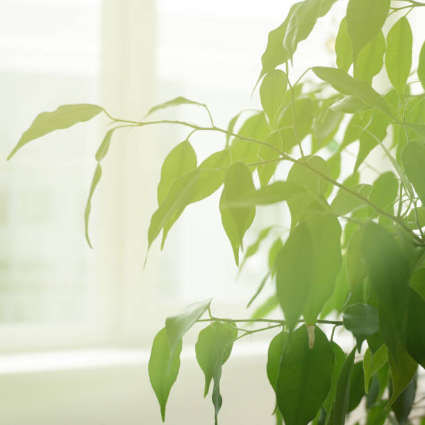 istock Indoor plant on the windowsill in bright sunlight. Spring is a fine day 946752372