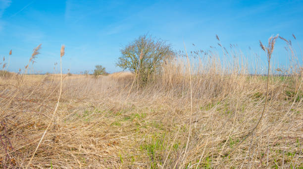 istock Tree in a field with reed in sunlight in spring 946758226