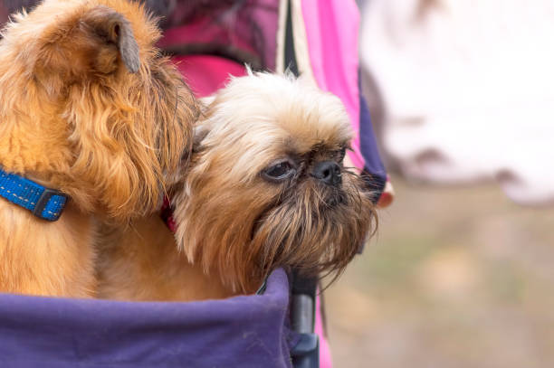 istock Brussels Griffon dog close-up 946758330