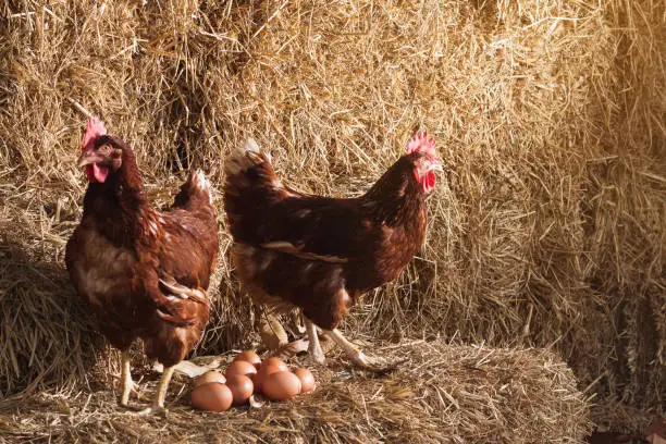 Photo of The lifestyle of the farm in the countryside, hens are hatching eggs on a pile of straw in rural farms, fresh eggs from the farm in the countryside