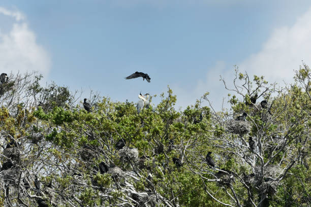 istock The Cormorant and the Gray Heron's Nest 946763478