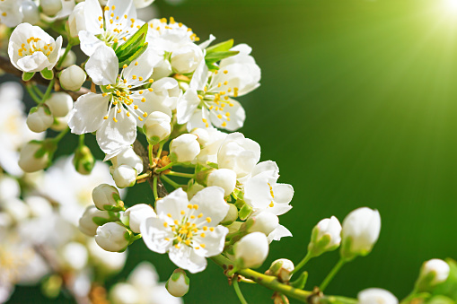Blooming wild plum tree in sunlight.White flowers in small clusters on a wild plum tree branch