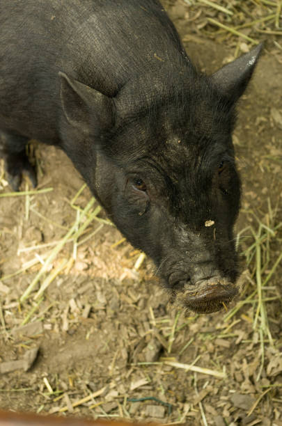 istock The black pig. Black grunt. An evil malicious look. 946769848