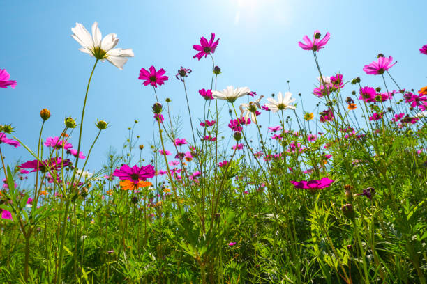 istock Cosmos flower field with blue sky. 946772552