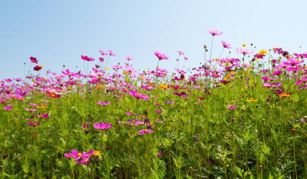 istock Cosmos flower field with blue sky. 946772614