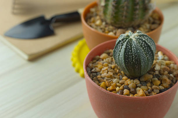 cactus on white wood table flat lay image close up .