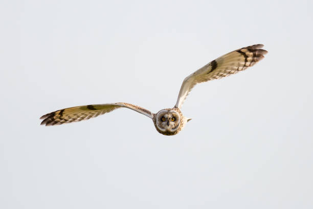 короткая ушастый сова в полете - quartered стоковые фото и изображения