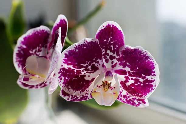 Phalaenopsis Orchid at an outdoor festival, Homestead, Florida, USA