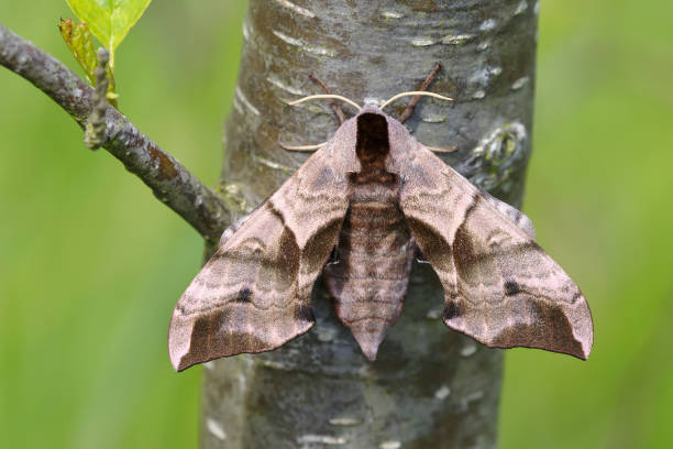 Eyed Hawkmoth at rest An Eyed Hawk Moth (Smerinthus  ocellatus) resting in daytime on an Alder tree trunk, against a blurred natural background, Yorkshire, UK smerinthus ocellatus stock pictures, royalty-free photos & images