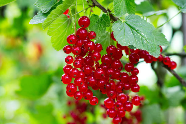 istock Bunches of ripe red currant berries on a branch 946780202