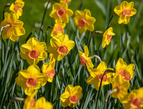 Narcissus In Spring Stock Photo - Download Image Now - Agricultural ...