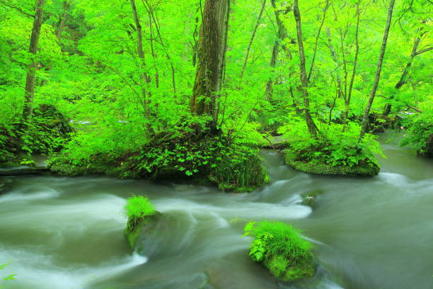 istock Oirase stream of summer 946780946