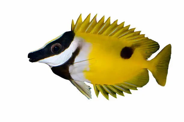 Photo of Foxface Rabbitfish