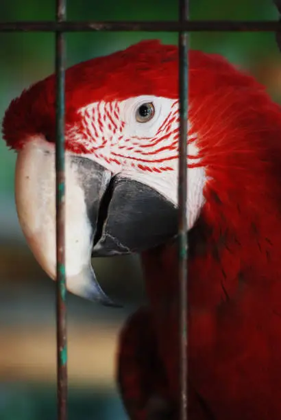 Photo of Colorful Parrot - Red Blue Orange Macaw at the Zoo over Bars