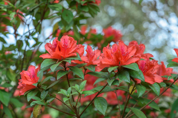 istock Red azalea flowers in rainforest, Thailand. 946785062