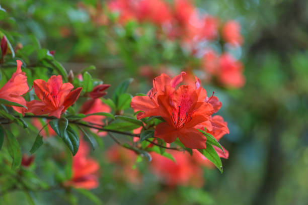 Red azalea flowers in rainforest, Thailand.