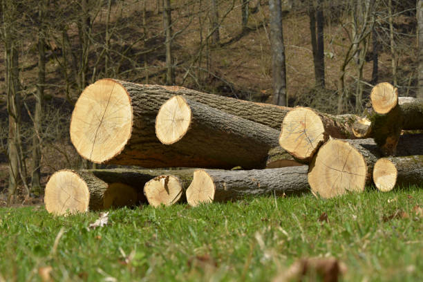 istock Pile of cropped trees, background deciduous forest in spring 946792244