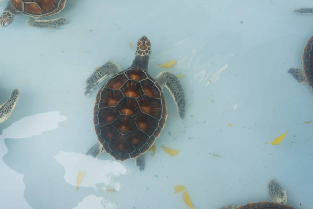 istock sea turtle in a pool in a Turtle Nursery 946792630