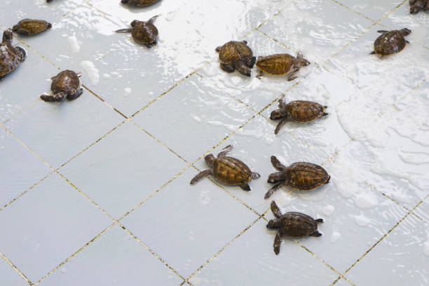 istock sea turtle in a pool in a Turtle Nursery 946792632